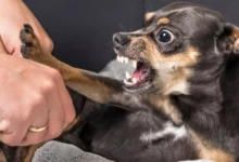 Every Dog Lover Must Know These 9 Things that Dogs Hates
