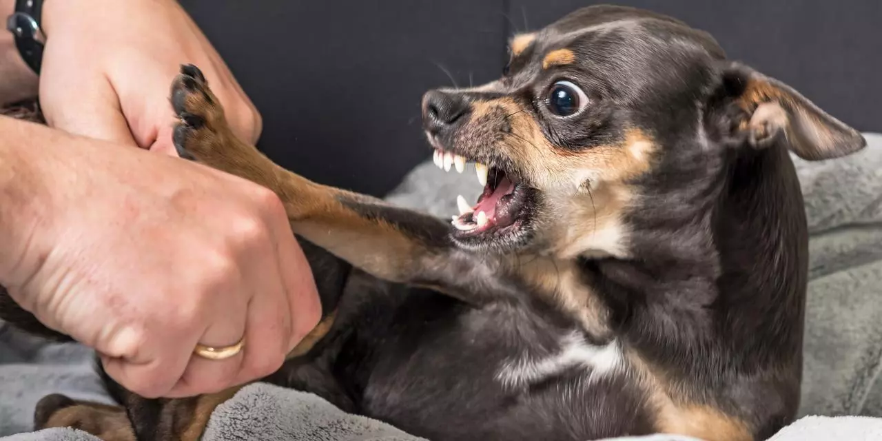 Every Dog Lover Must Know These 9 Things that Dogs Hates