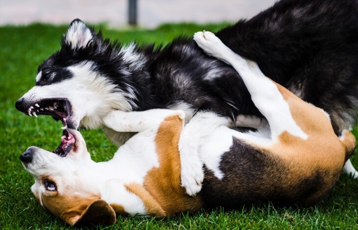 Do you Also believe of these 9 myths about dogs?