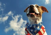 The Most Popular Dog Breeds in the USA: The Right Male or Female for Your Home